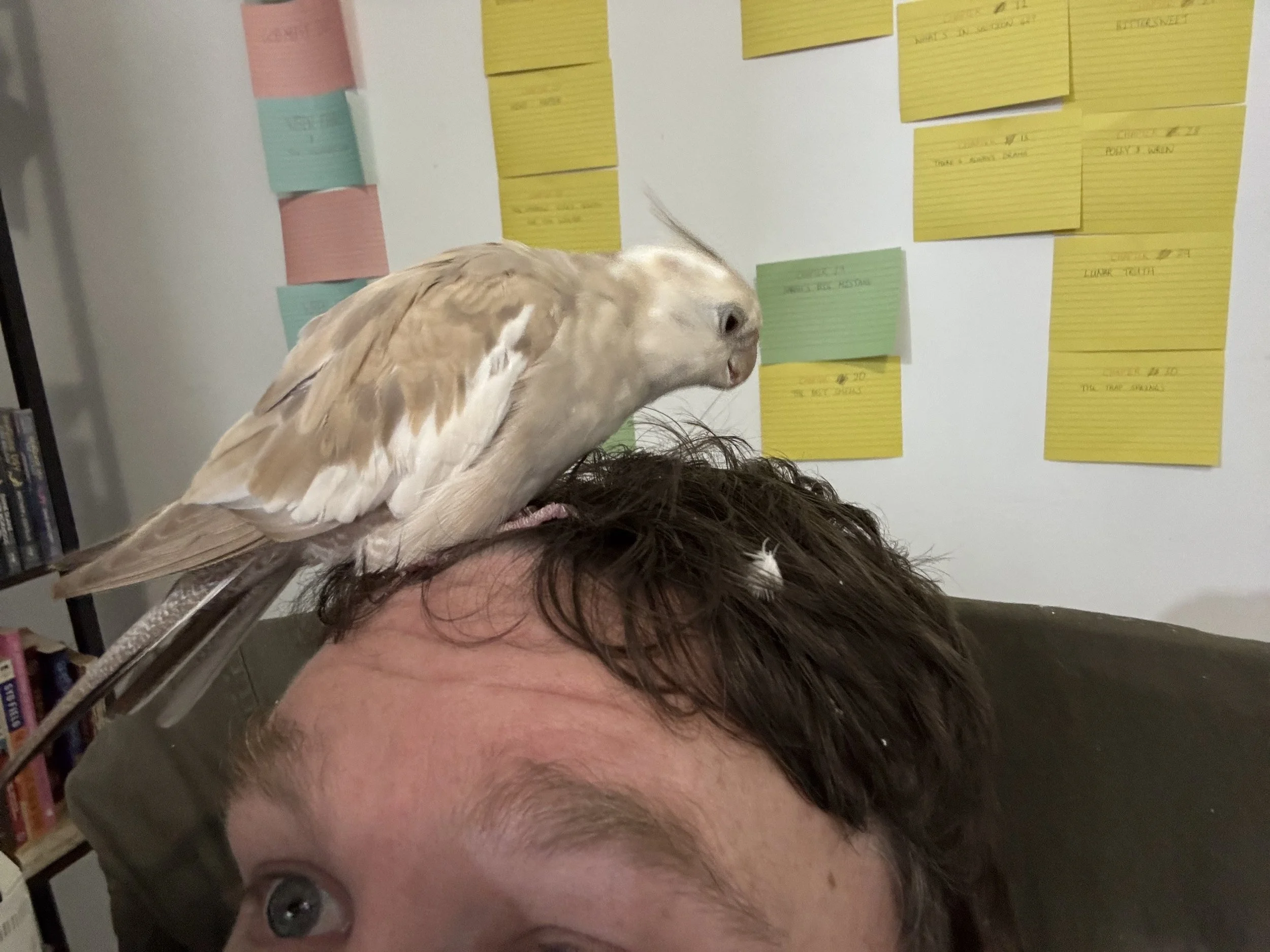 Wrenverse characters